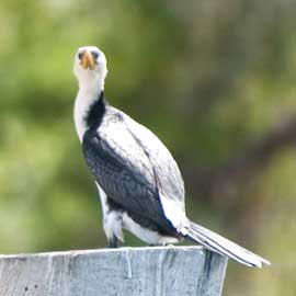 pied shag